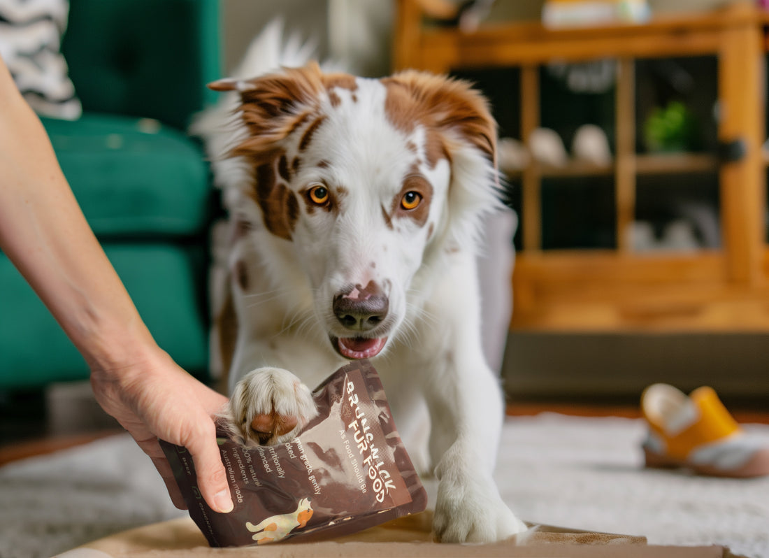 Top 5 best dog food