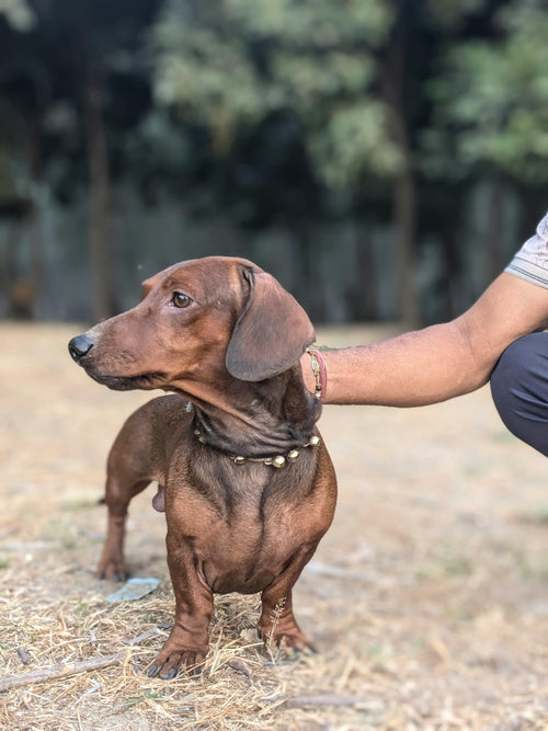 Dachshund Delight: A Complete Owner's Guide - Brunswick Fur Food