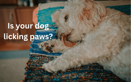 Dog Licking Paws : Why do dogs lick and chew their paws and how to help them stop - Brunswick Fur Food