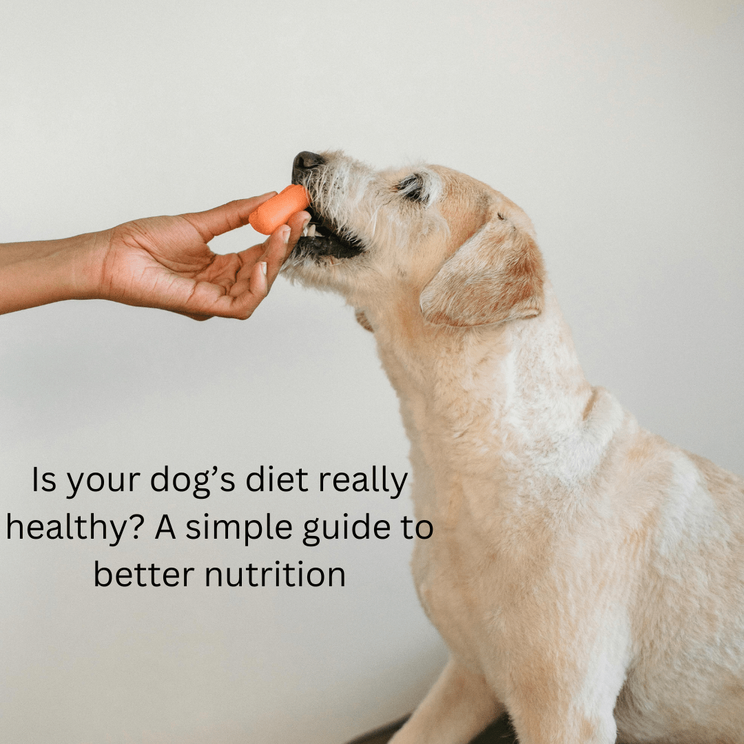 Is your dog’s diet as healthy as it should be? A simple guide to better nutrition - Brunswick Fur Food