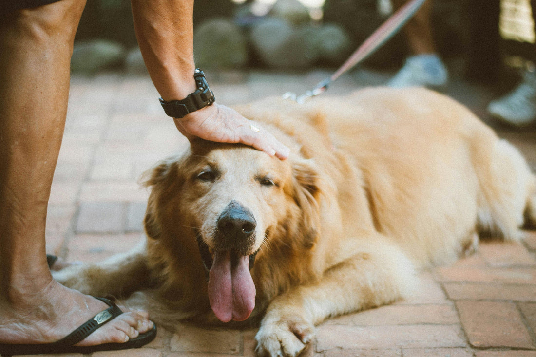 An image of a Labrador being petted.