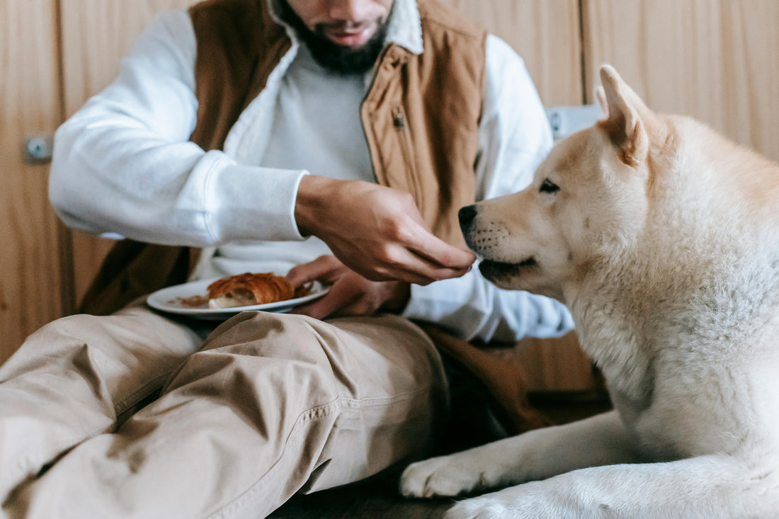 An image showing dog who is a fussy eater.