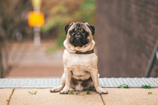 Pug Life: Comprehensive Care Tips for Your Pug - Brunswick Fur Food