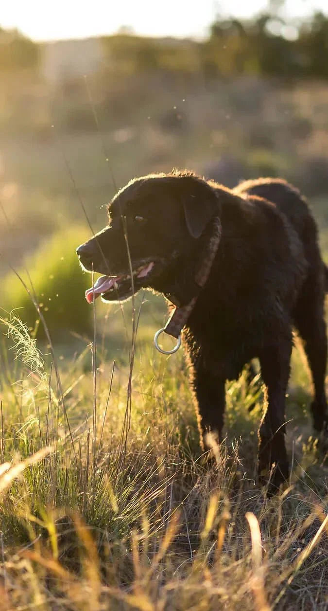 Understanding the Nutrition Spectrum: Lightly Cooked vs. Raw Food vs. Kibble for Dogs - Brunswick Fur Food